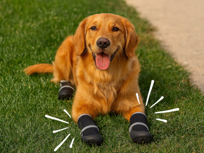 Hoe je de beste hondenschoenen kiest voor wandelingen met je hond