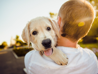 De Beste Hondennamen per Ras: Populaire en Unieke Keuzes voor Je Puppy