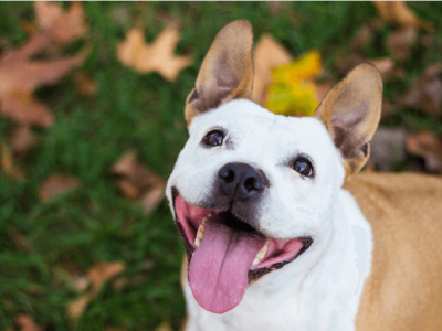 Herfst Hondenaccessoires Collectie: Bandana’s, Halsbanden & Riemen voor Hond