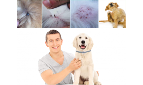 Natuurlijke Vlooien en Teken Halsband voor Honden Blije huisdiereigenaar en hond met vlooienhalsband, toont effectiviteit tegen huidirritatie en besmetting.