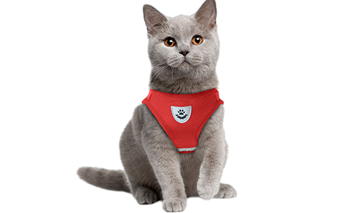 Harnais rouge réfléchissant pour chat avec laisse assortie, élégant et sans couture, en nylon de qualité, pratique.