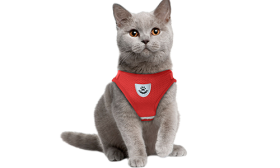 Gilet Harnais Réfléchissant pour Chat avec Laisse Harnais rouge réfléchissant pour chat avec laisse assortie, élégant et sans couture, en nylon de qualité, pratique.