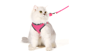 Roze reflecterende kattenharnas met bijpassende riem, verstelbaar en lichtgewicht, 140cm riem, hoogwaardig nylon.