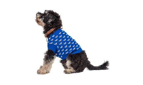 Hond draagt een gezellige blauwe trui met witte hartpatronen, perfect voor warmte en stijl in koudere seizoenen.