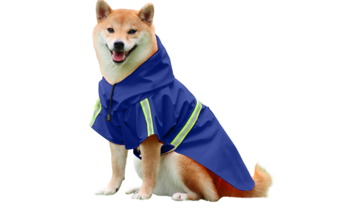 Shiba Inu dans un manteau imperméable bleu, bandes réfléchissantes, sangles faciles pour les promenades sous la pluie.