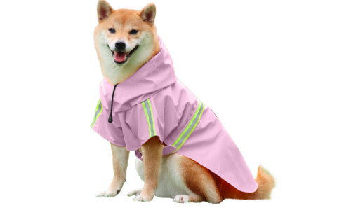 Shiba Inu dans un manteau imperméable rose, bandes réfléchissantes, sangles faciles pour les promenades sous la pluie.