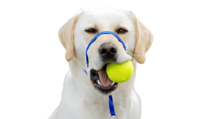 Collier de tête anti-traction bleu pour chien avec sangle ajustable noire et boucle de nez rembourrée, taille grande.