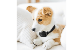 Collier Antiaboiement sans Douleur pour Chiens Collier anti-aboiement sans choc pour chien, design patte, rechargeable USB, étanche, autonomie jusqu’à 14 jours.