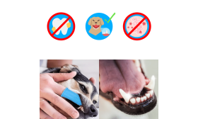 Brosse à Dents à Doigt en Silicone 360º pour Chiens Brosse à Dents à Doigt en Silicone 360º pour Chiens