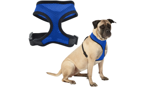 Chien portant un harnais en mesh bleu, léger, attaché à une laisse, montrant l’ajustement et le confort.