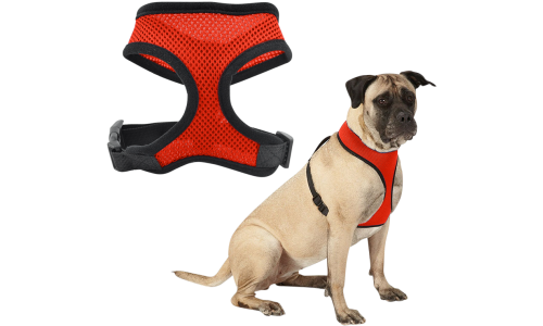 Chien portant un harnais en mesh rouge, léger, attaché à une laisse, montrant l’ajustement et le confort.