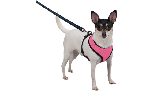 Chien portant un harnais en mesh rose, léger, attaché à une laisse, montrant l’ajustement et le confort.