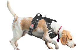 Honden Harnas Niet Trekkend Hond in no-pull harnas, kleine maat, toont veilige pasvorm en reflecterende details voor veilige wandelingen.