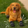 Hoe je de beste hondenschoenen kiest voor wandelingen met je hond