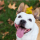 Herfst Hondenaccessoires Collectie: Bandana’s, Halsbanden & Riemen voor Hond